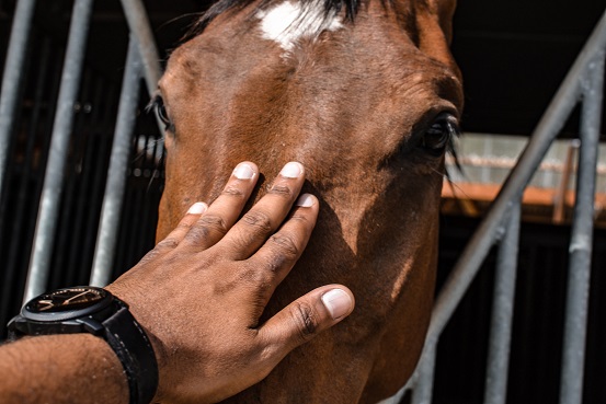 CUIDADO Y MANEJO DEL CABALLO (Ganadería) (+++) (300 horas)