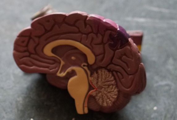 CURSO DE ANATOMIA Y FISIOLOGIA CRANEAL Y DEL SISTEMA NERVIOSO CENTRAL (200 horas) (Tenerife)
