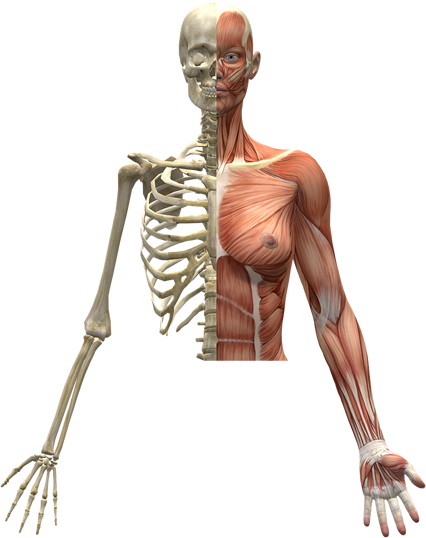 TRAUMATOLOGIA Y REUMATOLOGIA DEL BRAZO Y CODO (30 horas) (Tenerife)