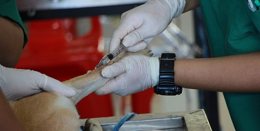 AUXILIAR DE VETERINARIA** (600h) (Tenerife)