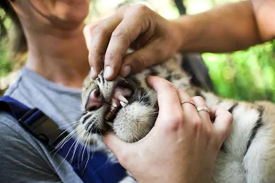 ASISTENTE TÉCNICO VETERINARIA (ATV) EN ANIMALES DE ZOOLOGICO Y DE FAUNA SALVAJE Y SILVESTRE (1000h) (Tenerife)